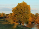 black poplar